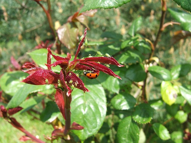 plant with aphid bugs